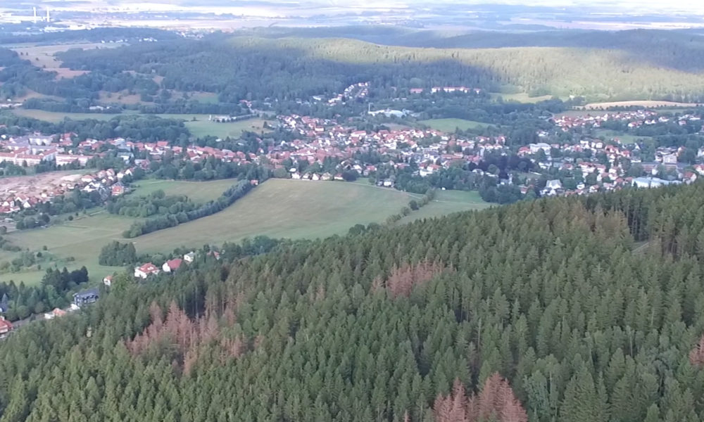 Helfer gesucht! Thüringen Forst startet Pflanzaktion auf Schadfläche