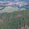 Borkenkäferwald