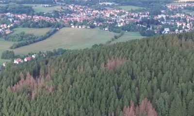 Borkenkäferwald