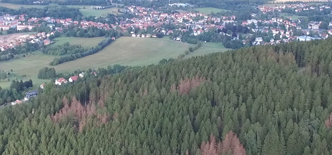 Borkenkäferwald