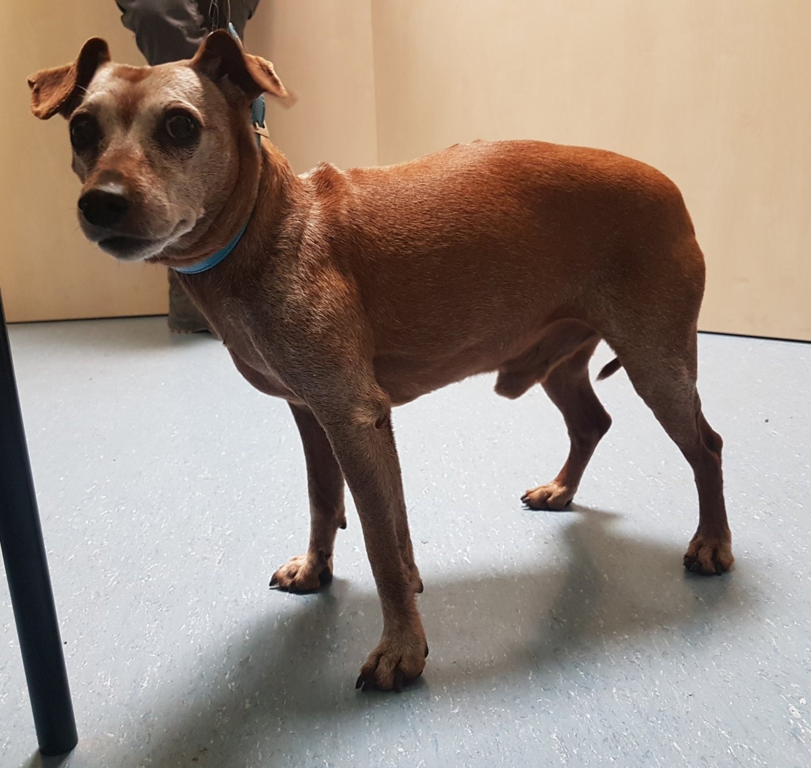 Wie kann man so herzlos sein? Alptraum für kleinen Vierbeiner