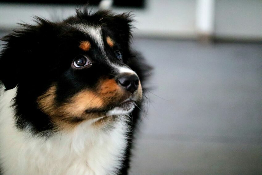 Hundewelpe
